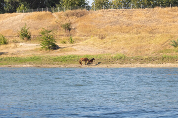 Horses standing on the riverbank of Dniester River with dry hills and blue water landscape