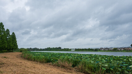 ハスまつりが始まった季節 雨の合間の城沼のほとりの風景