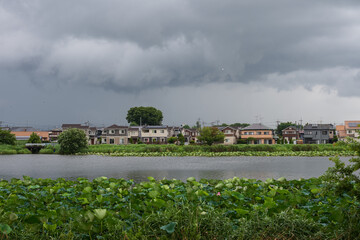 ハスまつりが始まった季節 雨の合間の城沼のほとりの風景