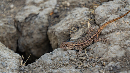 A Lizard Beside a Hole in California in Summer 