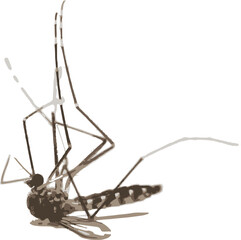 mosquito sucking blood