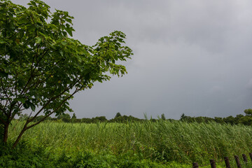 夏の湿原に広がるヨシ原