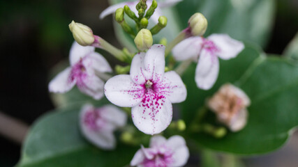 A photograph of Pseuderanthemum flowers. Taken from Las Pinas, NCR, Philippines.