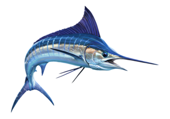 Blue marlin fish isolated on transparent background