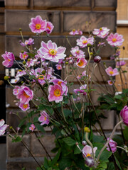 Japanese Anemones (Anemone hupehensis var. japonica) - Edinburgh, Scotland, United Kingdom