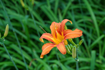 Obraz premium Close-up of an orange daylily (Hemerocallis) flower blooming in spring.
