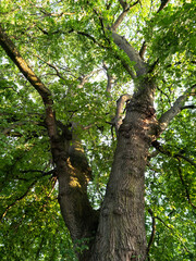The trunk and canopy of a large lime tree (Tilia genus) - Edinburgh, Scotland, United Kingdom