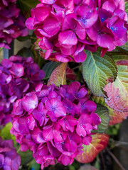 A close-up of a vibrant, deep pink to purple mophead hydrangea -mEdinburgh, Scotland, United Kingdom