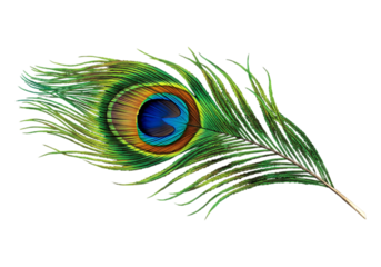 Vibrant peacock feather isolated on transparent background