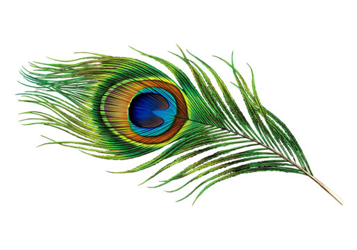 Vibrant peacock feather isolated on transparent background
