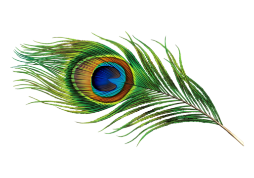 Vibrant peacock feather isolated on transparent background