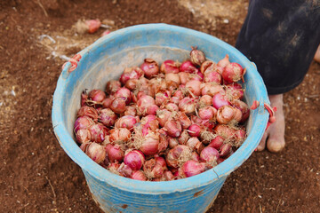 Bucket full of freshly harvested shallots on farm soil