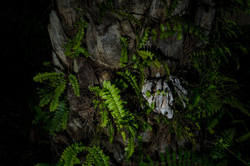Lush green ferns grow on the forest floor, surrounded by trees and moss in the woods