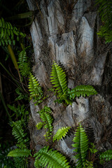 Lush green ferns grow on the forest floor, surrounded by trees and moss in the woods