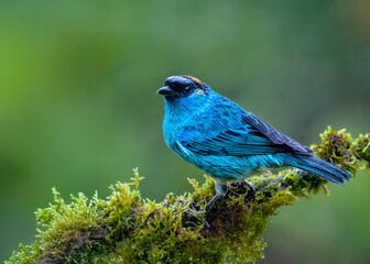 Golden-naped Tanager Perched on Mossy Branch