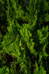 Lush green fern leaves form a vibrant, textured background in a natural forest setting