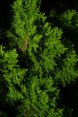 Lush green fern leaves form a vibrant, textured background in a natural forest setting