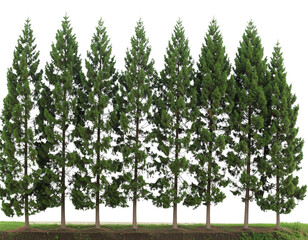 Fototapeta premium Evenly Spaced Row of Tall Evergreen Pines, Minimalist Style, Isolated on White Background
