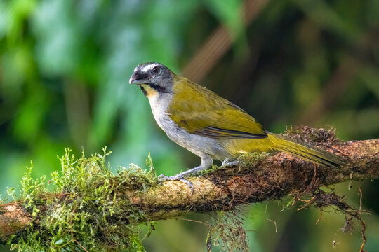 Buff-throated Saltator perched on mossy branch
