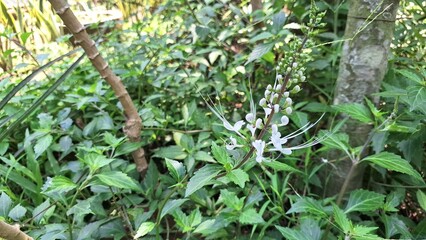 White Flower of Orthosiphon Aristatus Java Tea Plant Macro Photo Blooming in Garden Fresh Petal and Green Leaves Close Up Botanical Nature Photography