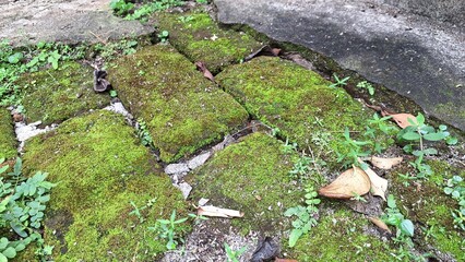 Close-up on Aged Brick Surface with Lush Green Moss Growing, Creating a Unique Organic Pattern