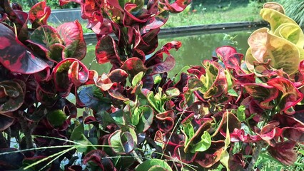 Vibrant Multicolored Croton Foliage Codiaeum variegatum in Tropical Garden Close Up © Muhammad Nashieh