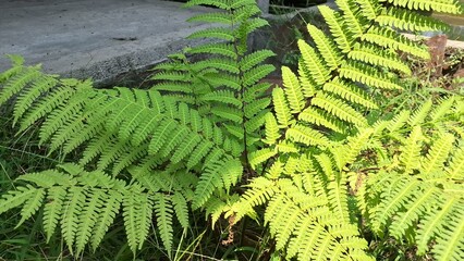 Dense Green Fern Cluster in Forest Trail, Onoclea Sensibilis Foliage Texture for Natural Wallpaper