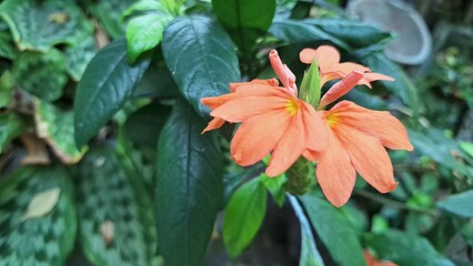 Close-up of vibrant orange Firecracker Flowers (Crossandra infundibuliformis) blooming beautifully under natural light, showcasing their unique form
