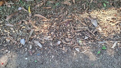 Organic Pattern: Dry Brown Leaves Creating a Textured Surface on the Forest Floor