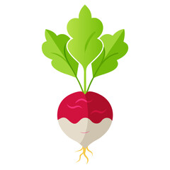 Flat design of country radish with roots and soil details, vector on white background