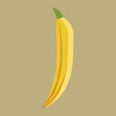 Minimalist vector of banana stem (thor) cross-section showing fibers, clean background