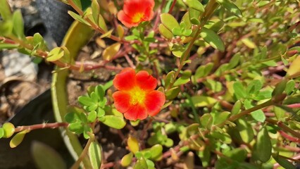 Artistic Focus on Portulaca Oleracea Granatus - Nature's Miniature Masterpiece