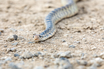 A snake is on the ground, looking up at the camera