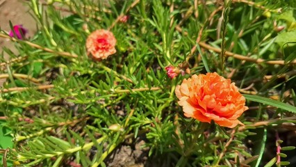 Portulaca grandiflora Succulent orange Flower Bloom, Moss Rose Plant Known as Sun Rose or Eleven O’clock Purslane Macro Photography