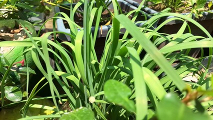 Lush Lemongrass Plant Growing Outdoors in Indonesia: Fresh Green Blades of Cymbopogon Citratus in Natural Sunlight