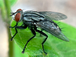 close up of a fly