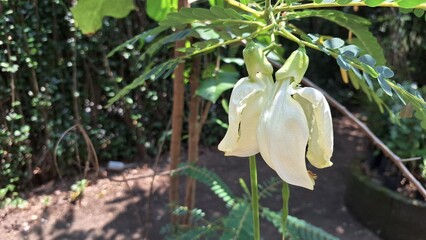 Obraz premium Tropical edible Sesbania grandiflora white flowers for food and herbal use