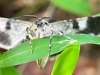 Fototapeta premium butterfly on a tree