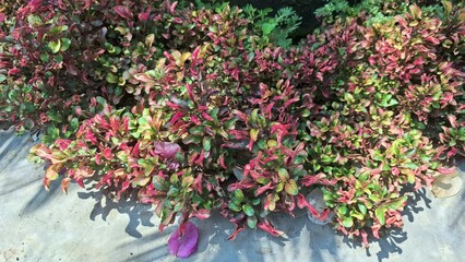 Pink and Green Leaves of Alternanthera Plant, Natural Texture for Eco Projects or Wall Decor