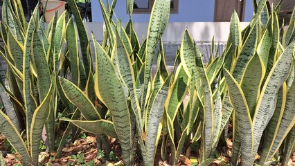 Obraz premium Dracaena trifasciata: Stylish Houseplant for Air Quality and Aesthetic Appeal in Any Living Space