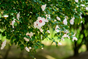 A close-up photo of the Rose of Sharon (Mugunghwa), Korea's national flower that blooms in early summer.