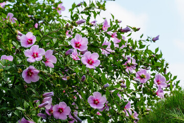 A close-up photo of the Rose of Sharon (Mugunghwa), Korea's national flower that blooms in early summer.