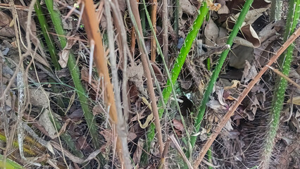 a picture of salak or salacca zalacca plant