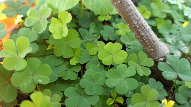 Close-up of green clover leaf with fresh texture and natural details, symbol of luck and nature, perfect for botanical, eco-friendly, and seasonal design themes.