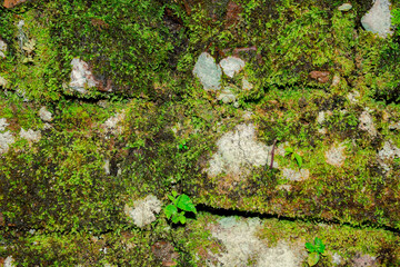 green moss on the stone