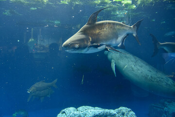 Fototapeta premium 水族館 水槽の中を泳ぐ魚