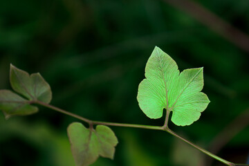 Close-up of a light green leaf with distinct veins growing on a delicate branch. blurred dark green background.