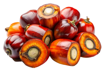 African Oil Palm Fruit