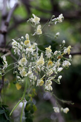 Moringa or Moringa Oleifera flowers,Close up