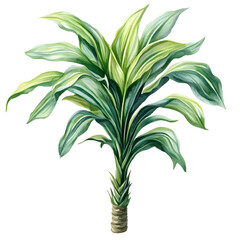 Tropical Dracaena Houseplant Illustration on Transparent Background
